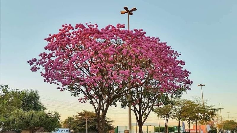 Azul Airlines Tangara da Serra Office in Brazil